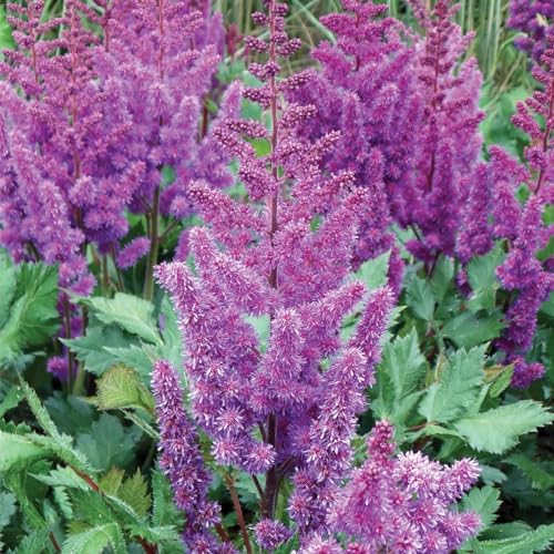 Votaniki Astilbe Sonny Boy - Perennial & Fern Like Foliage, Purple Flowering 'Sonny Boy' Astilbe Bare Root for Planting | Summer Flowers, Easy to Grow (1 Pack)