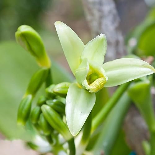 Miniatura 8 de yethious Paquete de 2 Aceite esencial de vainilla para la piel, difusor Aceite esencial de vainilla orgánico 100% puro para aromaterapia Aceite de