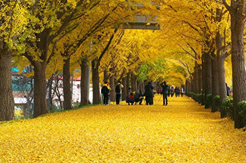 Ginkgo Biloba Tree - Live Plant Shipped 2 to 3 Feet Tall by DAS Farms (No California) - Thumbnail 4