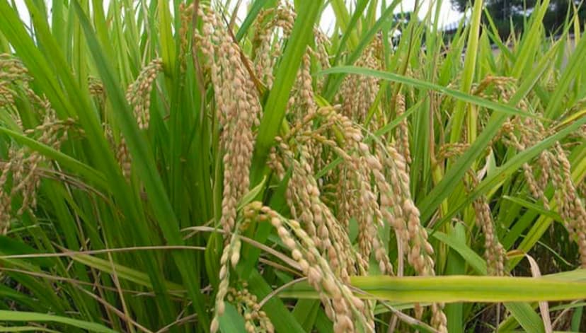 African rice,Oryza glaberrima paddy, 100% natural and organic, no additives, including phyto sanitary certificate (200g)
