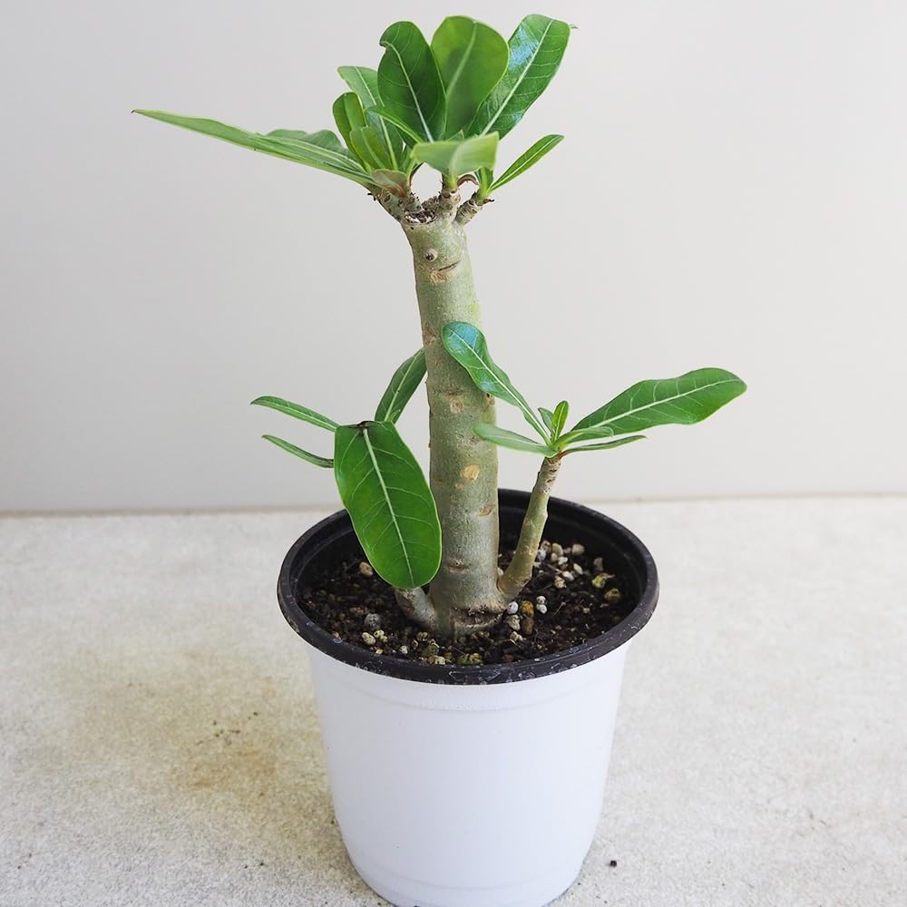 p*1様 バンダ ハンギング 2個セット p*1様 バンダ ハンギング 2個セット