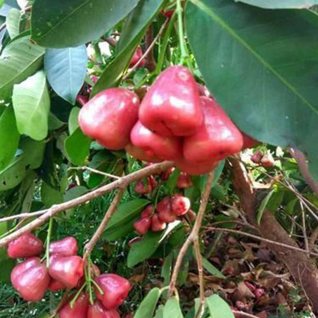 See full amazon price history chart for Growleaf Nursary Live Sweet Red Gulab Jamun/Rose Apple Jamun Plant (Grafted), Healthy Plant For Home Garden (Pack Of 1) Growleaf Nursary Live Sweet Red Gulab Jamun/Rose Apple Jamun Plant (Grafted), Healthy Plant For Home Garden (Pack Of 1) (B0BJV7Q6FS) Amazon Price History, Amazon Price Tracker