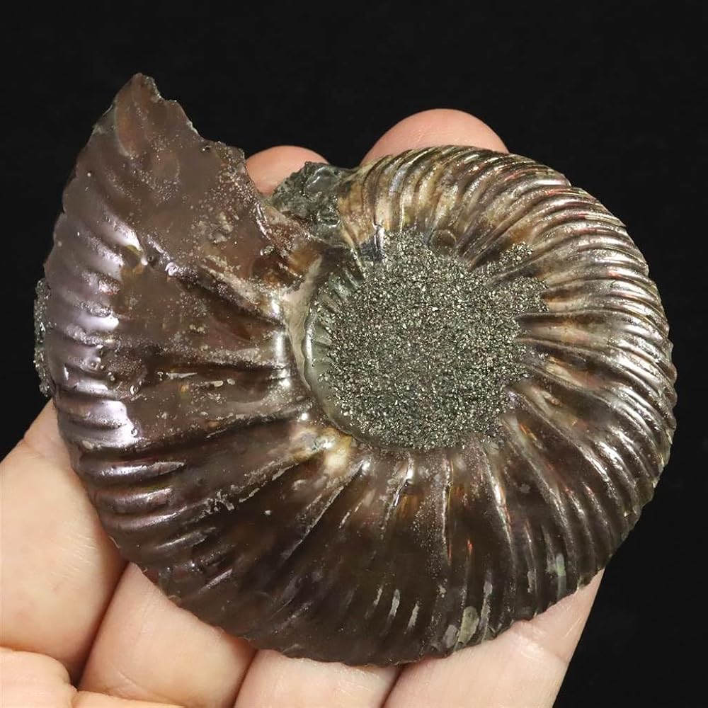 Amazon | ロシア産 アンモナイト パイライト 化石 70mm 36.9g 【榎本