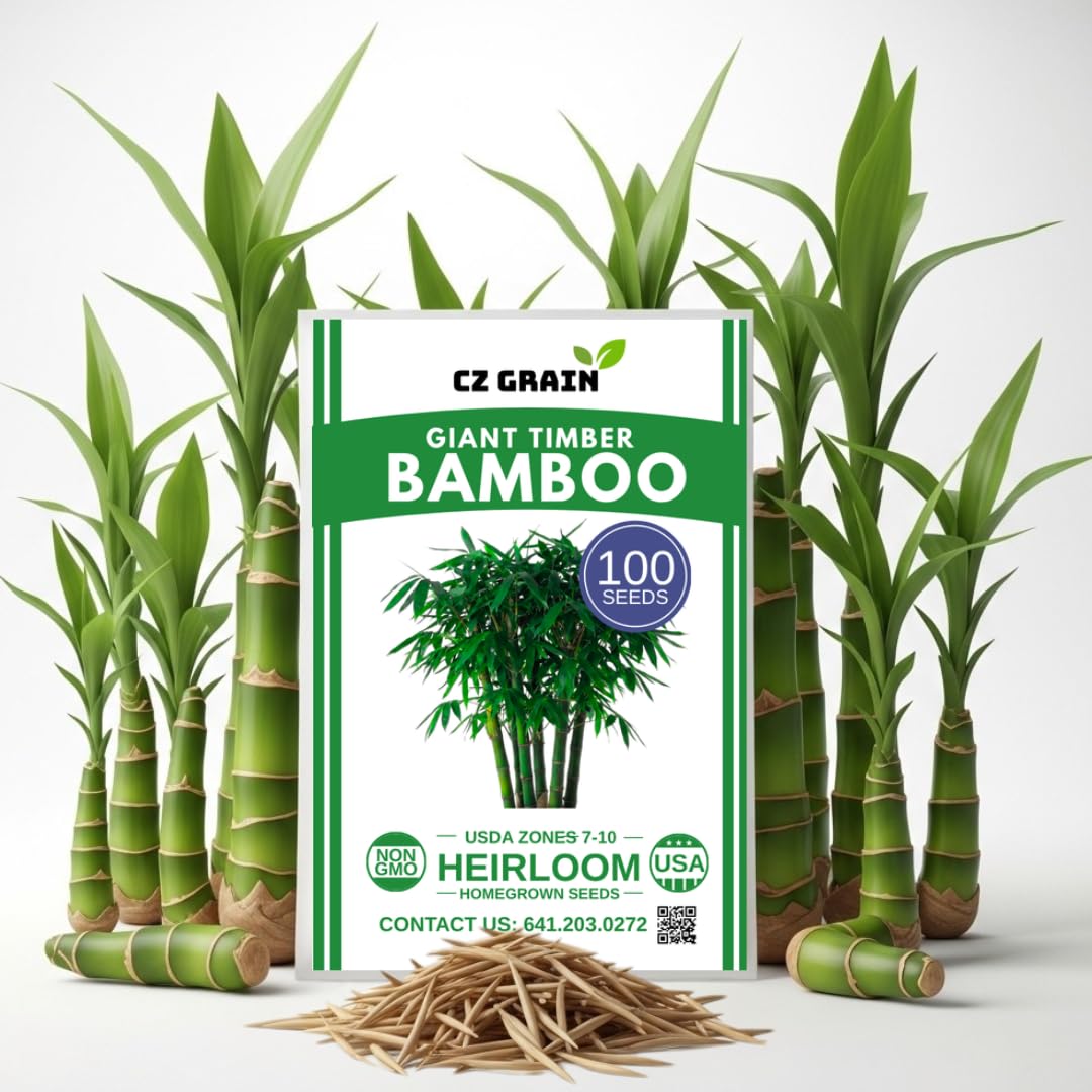 Amazon.com : Japanese Giant Timber Bamboo Seeds (100+ Seeds