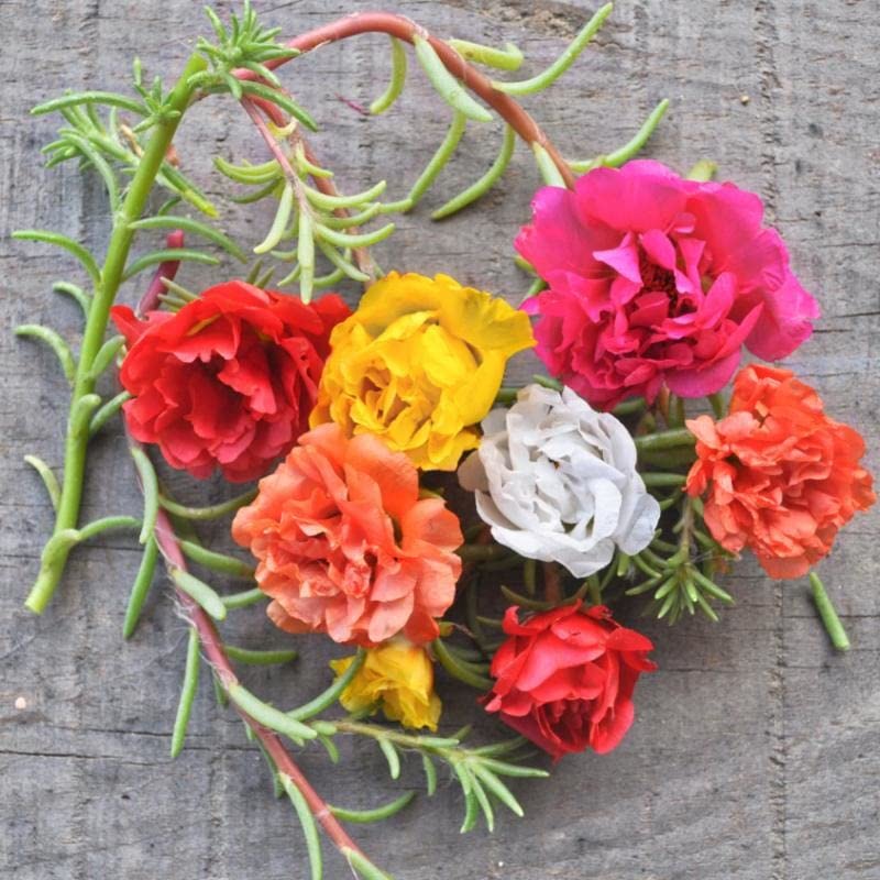 Office time flower plant live (7 Cuttings Different Colour) (B0CBKMKPPB) Amazon Price History, Amazon Price Tracker