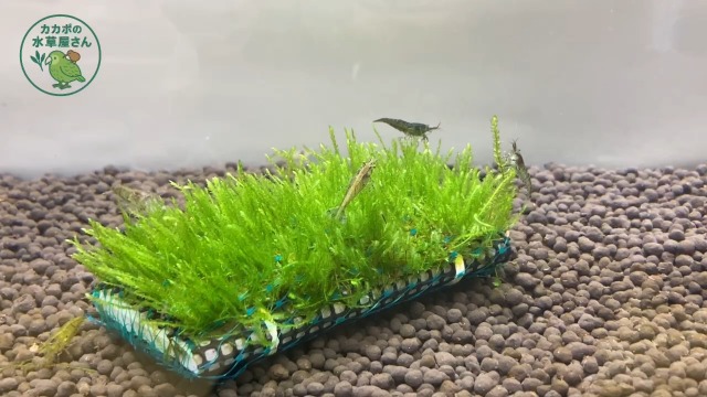 Amazon | 1個 水草【農薬不使用】ウィローモスマット レギュラーサイズ