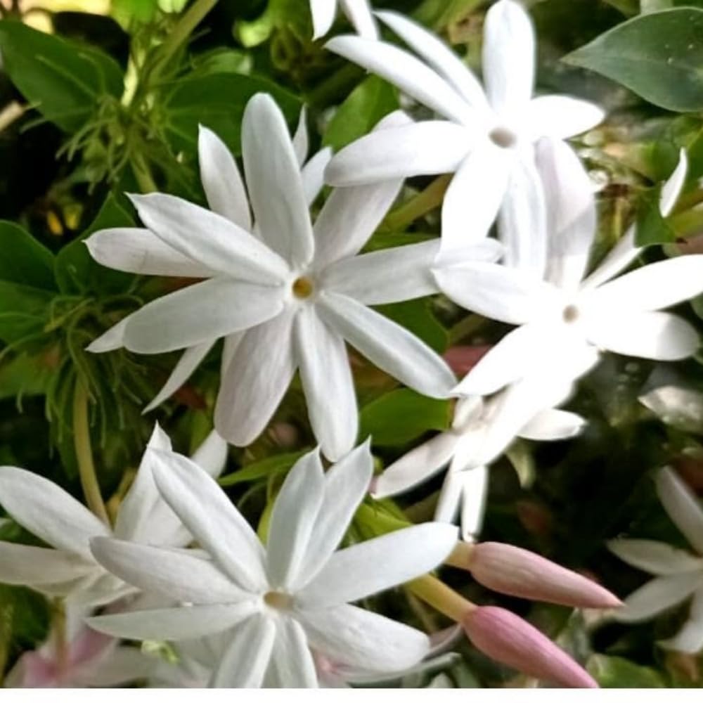 ジャスミン1/2 Amazon.com : 3 Jasmine Plant Indoor Live, Jasmine Flower