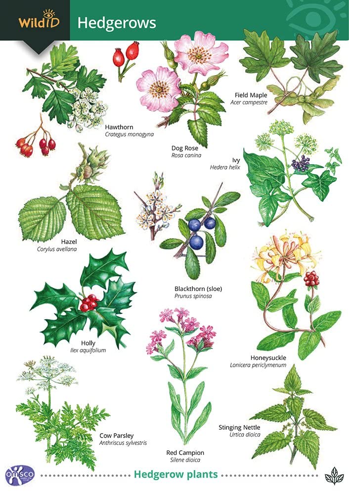 Guide to Hedgerows by Gill Crane (Wallchart)