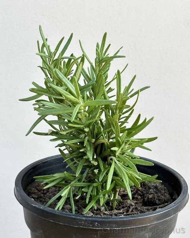 Charming Gronhus Live Rosemary Plant Organic Plant For Foods & Hair Ved Herb Tree With Black Plastic Pot (B0CLJNX9JM) Amazon Price History, Amazon Price Tracker