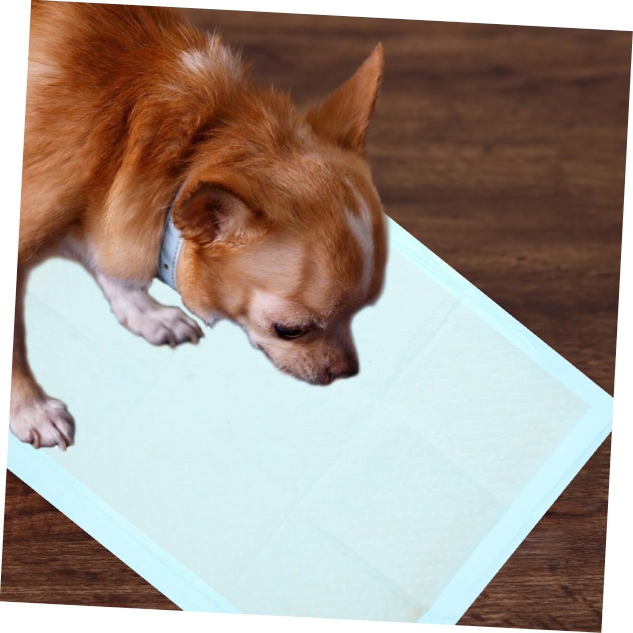 50pezzi Tappetini Igienici Assorbenti Per Ultra Assorbenti e Impermeabili Per Addestramento e Comfort Domestici