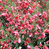 Ginestra Boskoop Ruby/Cytisus | Piccolo arbusto resistente - Rosso - Pianta perenne da fiore | Vaso da 1,5 litri