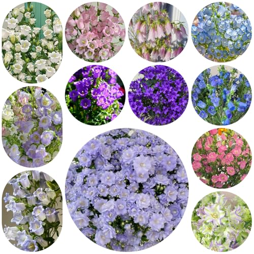 semi di campanula perenni - decorazione balcone esterni giardino esterno 550pcs