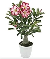 Vista 1 de Pink Desert Rose - Planta viva – Suculenta floreciente vibrante – Planta de rosa del desierto viva – Planta de interior de 4 a 6 pulgadas de alto