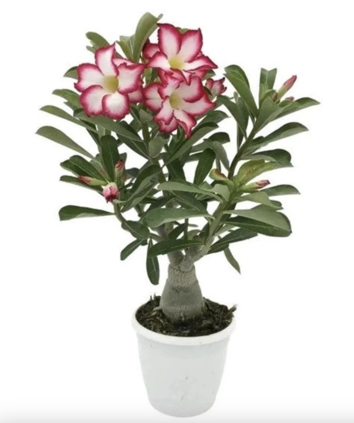 Amazon.com : Pink Desert Rose Live Plant - Vibrant Blooming Succulent - Desert  Rose Plant Live - 4-6 Inches Tall Starter Houseplant - Ideal for Home  Gardens and Indoor Decor : Patio, Lawn & Garden