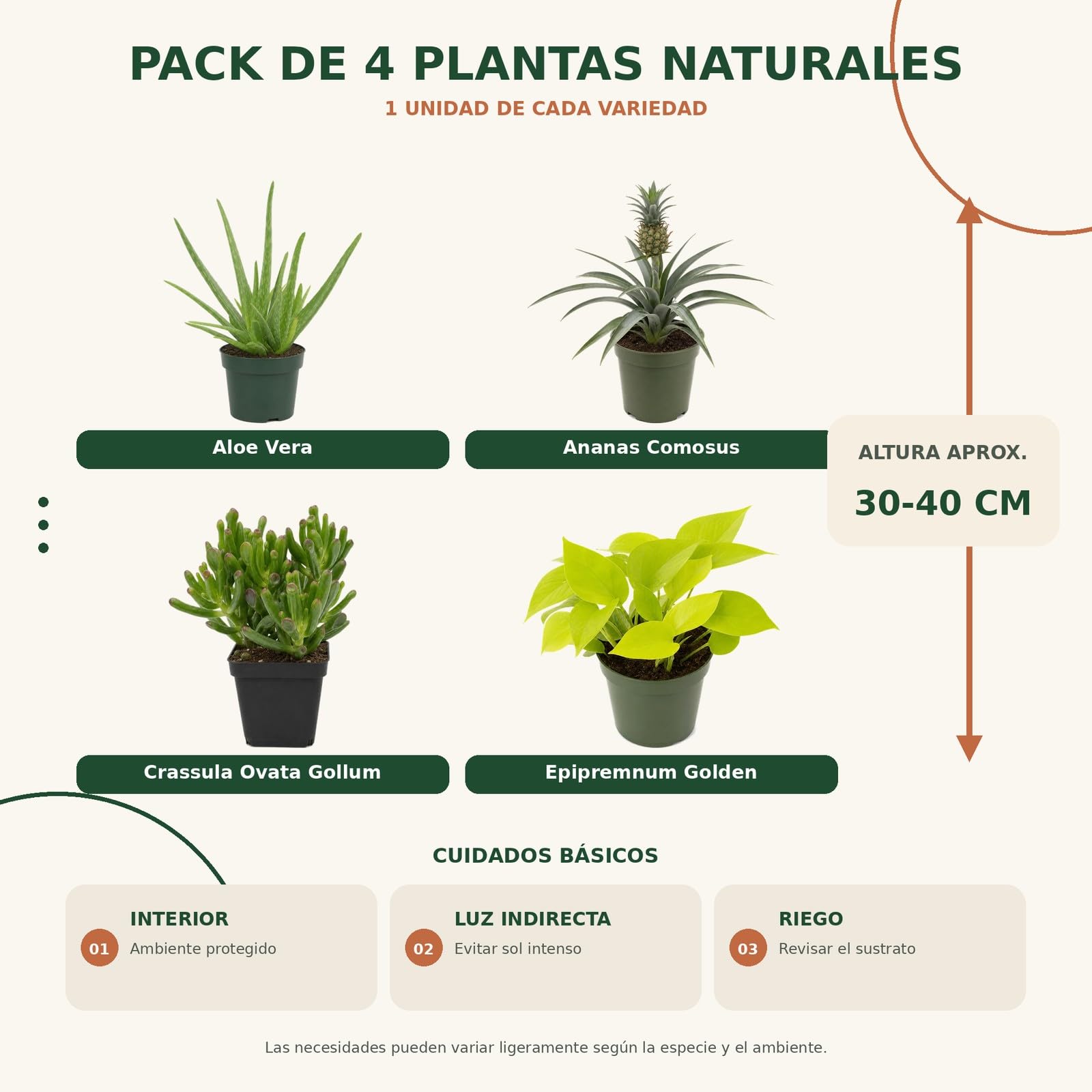 DECOALIVE Selección 4 Plantas de Interior: Distintos Tonos de Verde