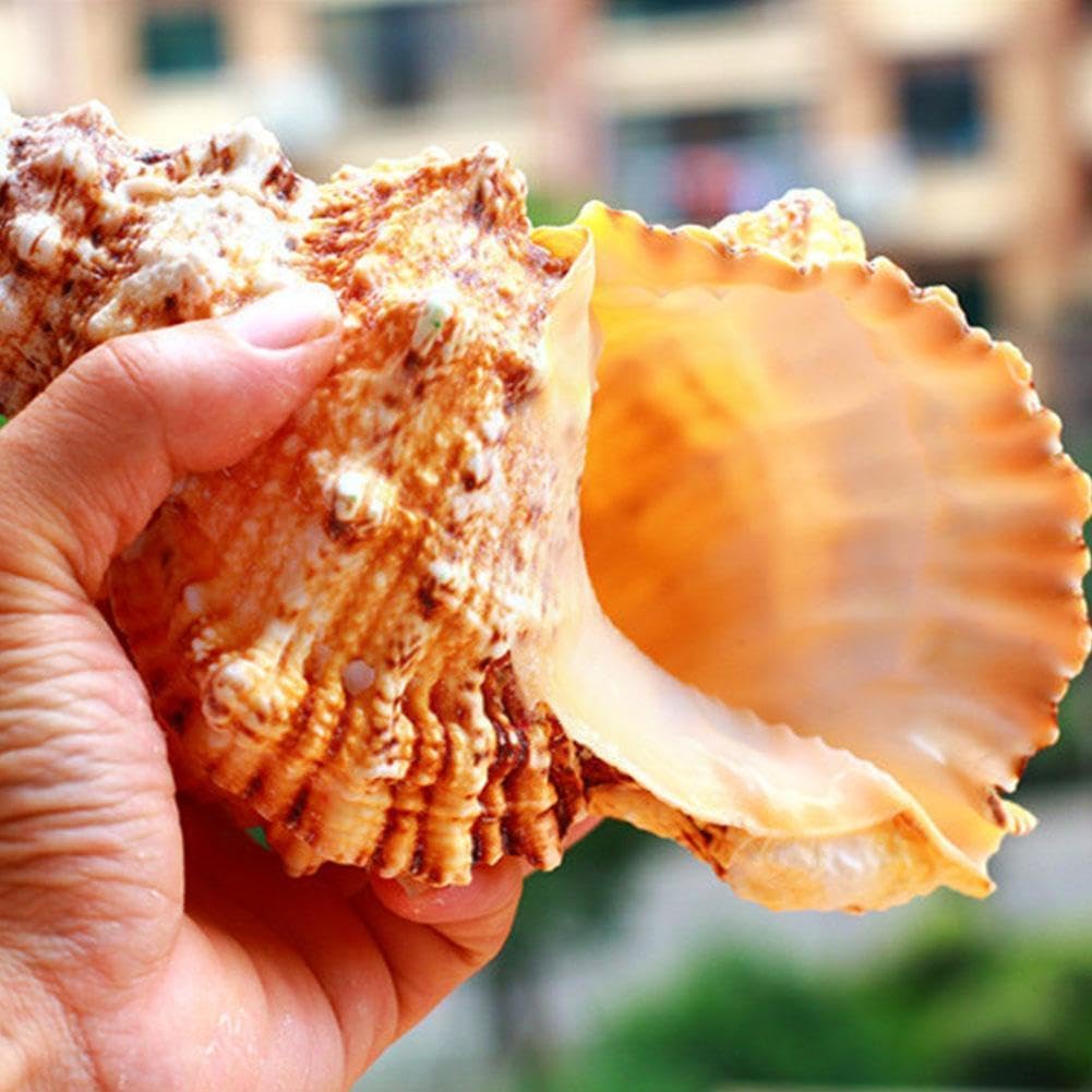 Natural Beach Shells,Big Shell Marine Decoration Sea Conch Ornaments Wedding Great Party Festival(1921CM)