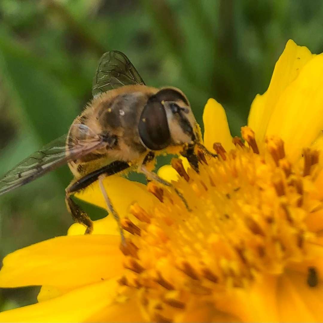 Insektenhotel Wildbienen Kinder Biene Nisthilfe Bienen Eiche Massivholz