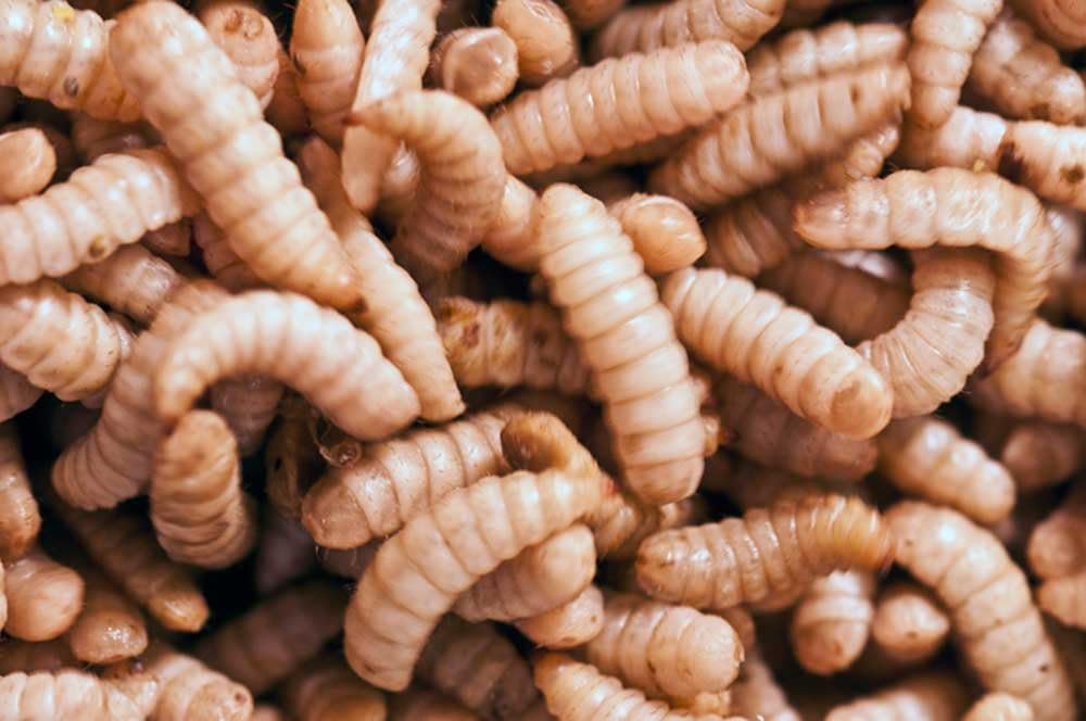 Animal Specialties BSF โ Black Soldier Fly Larvae โ Reptiworms Brand 100 Count โ Large