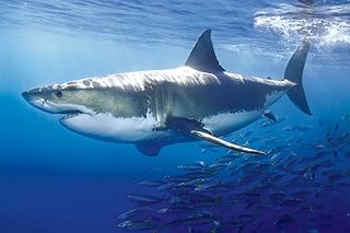 Laminated Great White Shark Poster Print 24x36