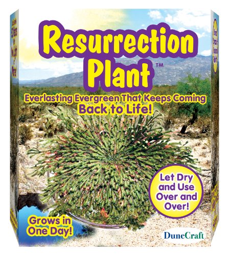 Dunecraft Resurrection Plant Science Kit