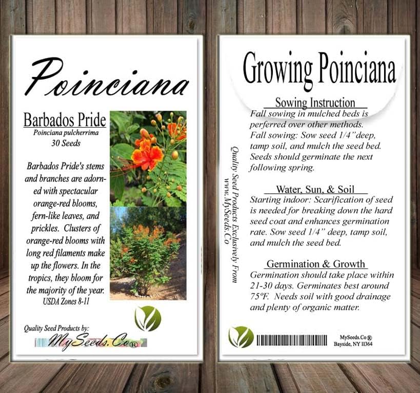 Miniatura 6 de Poinciana pulcherrima (orgullo de Barbados, arbusto de pájaro rojo del paraíso), semillas de árbol, flores escarlata brillantes y amarillas, elige