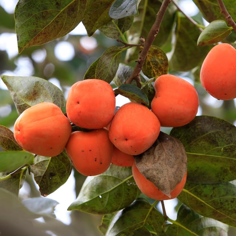 Persimmon Tree Live Plant, 6-12 Inch Tall Hardy Persimmon Tree Plant in Quart Pot, Dormant in Winter