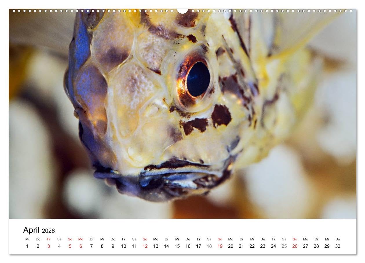 Fischzauber - Wundervolle Aquarienfische (hochwertiger Premium Wandkalender 2026 DIN A2 quer), Kunstdruck in Hochglanz: Kalender mit bezaubernden Aufnahmen von kleinen Fischen in Aquarien.
