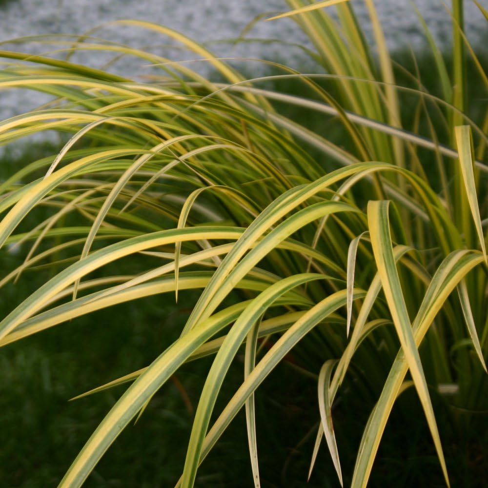 Thompson & MorganGrass Acorus Gramineus Ogon Slender Sweet Flag Deciduous Hardy Perennial Yellow Grass with Green Stripes Semi Evergreen Aquatic Plant 2 x 9cm Pot by Thompson and Morgan