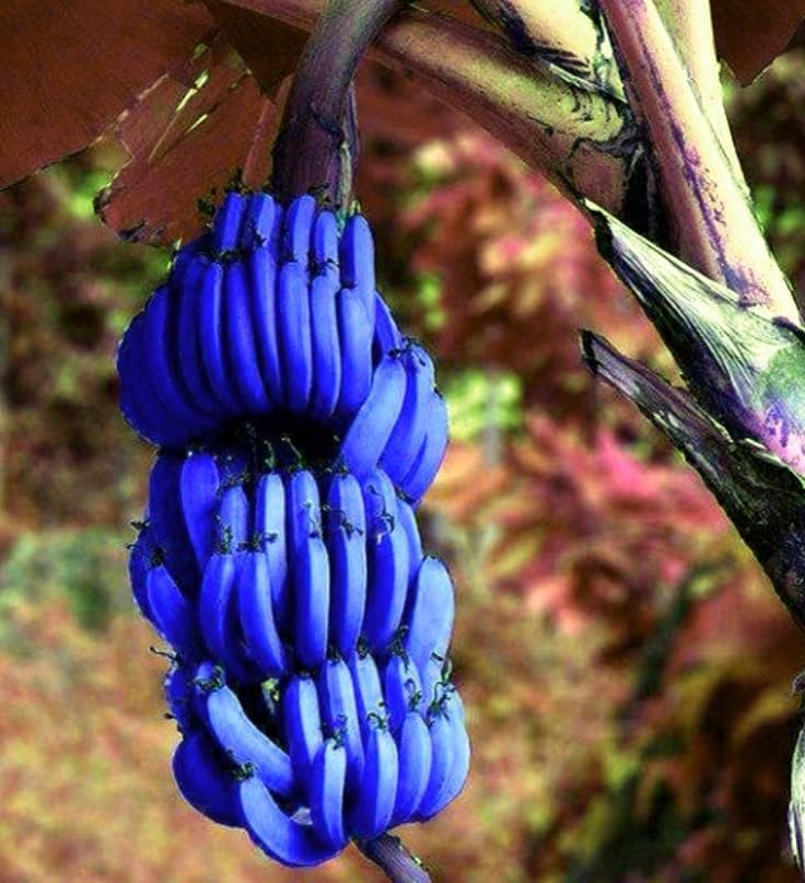 Blue Java Ice Cream Banana Plant, Live Tropical Fruit Plant, Indoor/Outdoor Growing,Fast Growing, Low Maintenance Exotic Fruit Tree (Without Pot pack of 1)