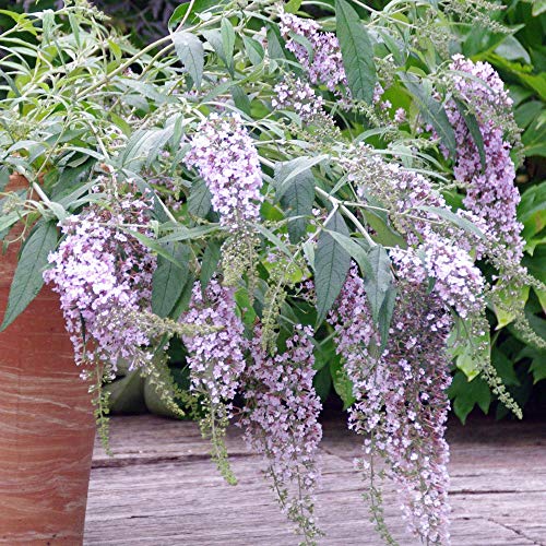 Buddleia Wisteria Lane Butterfly Bush Deciduous Hardy Compact Shrub Plant in Pot (3 Litre Pot, 30-50cm)