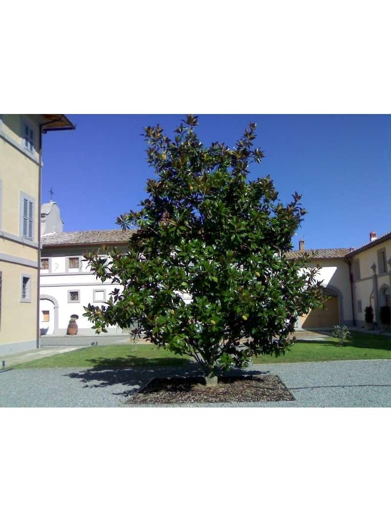 Magnolia grandiflora gallisoniensis pianta in vaso ø30 cm h 100/120 cm Vivaio di Castelletto