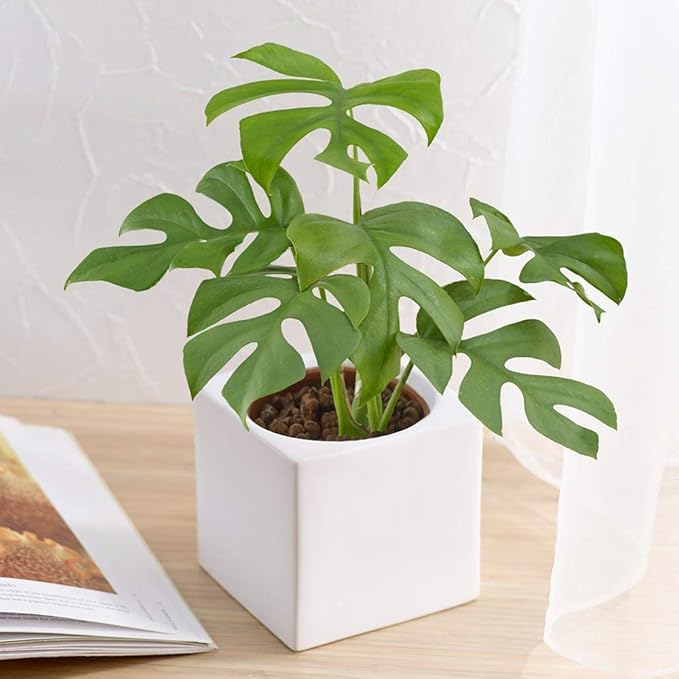 Amazon 日比谷花壇 お手入れかんたん 観葉植物 ヒメモンステラ スクエアホワイト 観葉植物 オンライン通販 Amazon 日比谷花壇 お手入れかんたん 観葉植物 ヒメモンステラ スクエアホワイト 観葉植物 オンライン通販