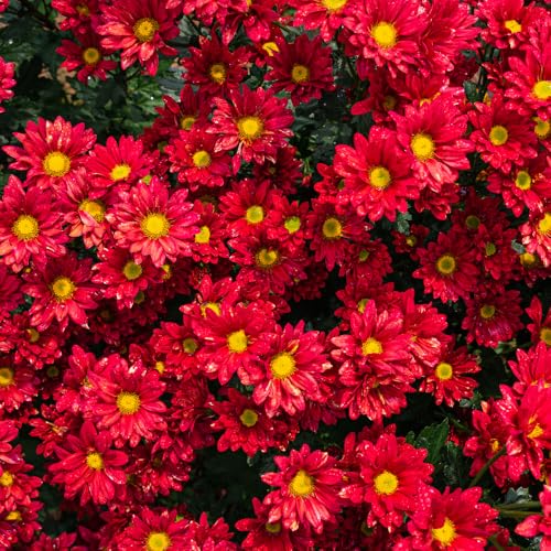 Pack 3 Red Chrysanthemum Plants, Mums Plants Live, 3 to