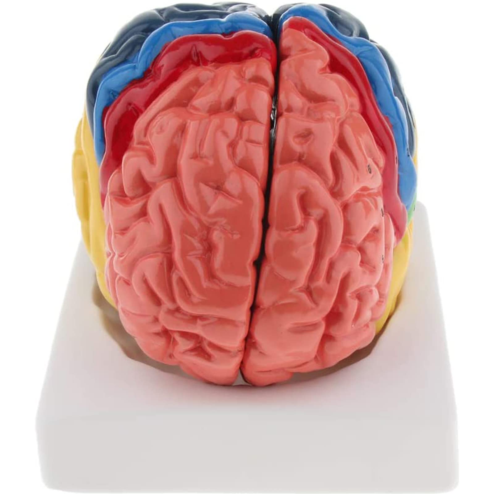 Buy WANGXNCase 4D Anatomical Human Brain Model, Human Brain Model