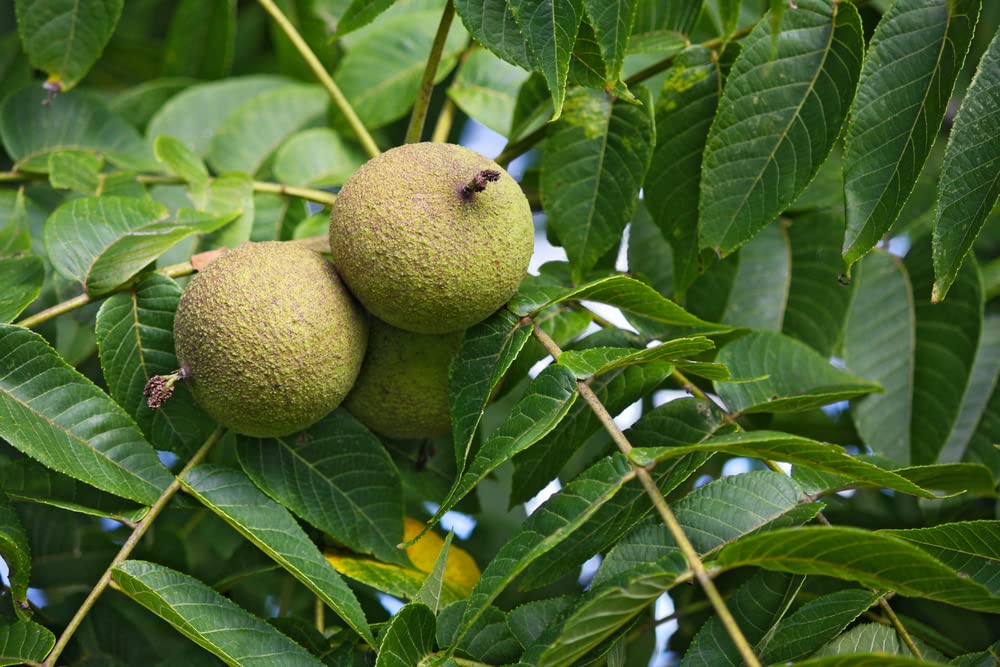 4 Black Walnut Tree Seeds for Planting - Juglans nigra