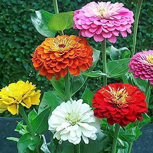 Luojuny Semillas de Zinnia, 1 bolsa de semillas de Zinnia florecientes, fáciles de cultivar, llamativas semillas de flores naturales para jardín Semillas de zinnia