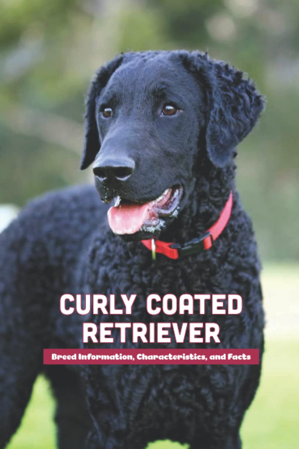 Curly Coated Retriever: Breed Information, Characteristics, and Facts: Curly Coated Retriever Cool Facts