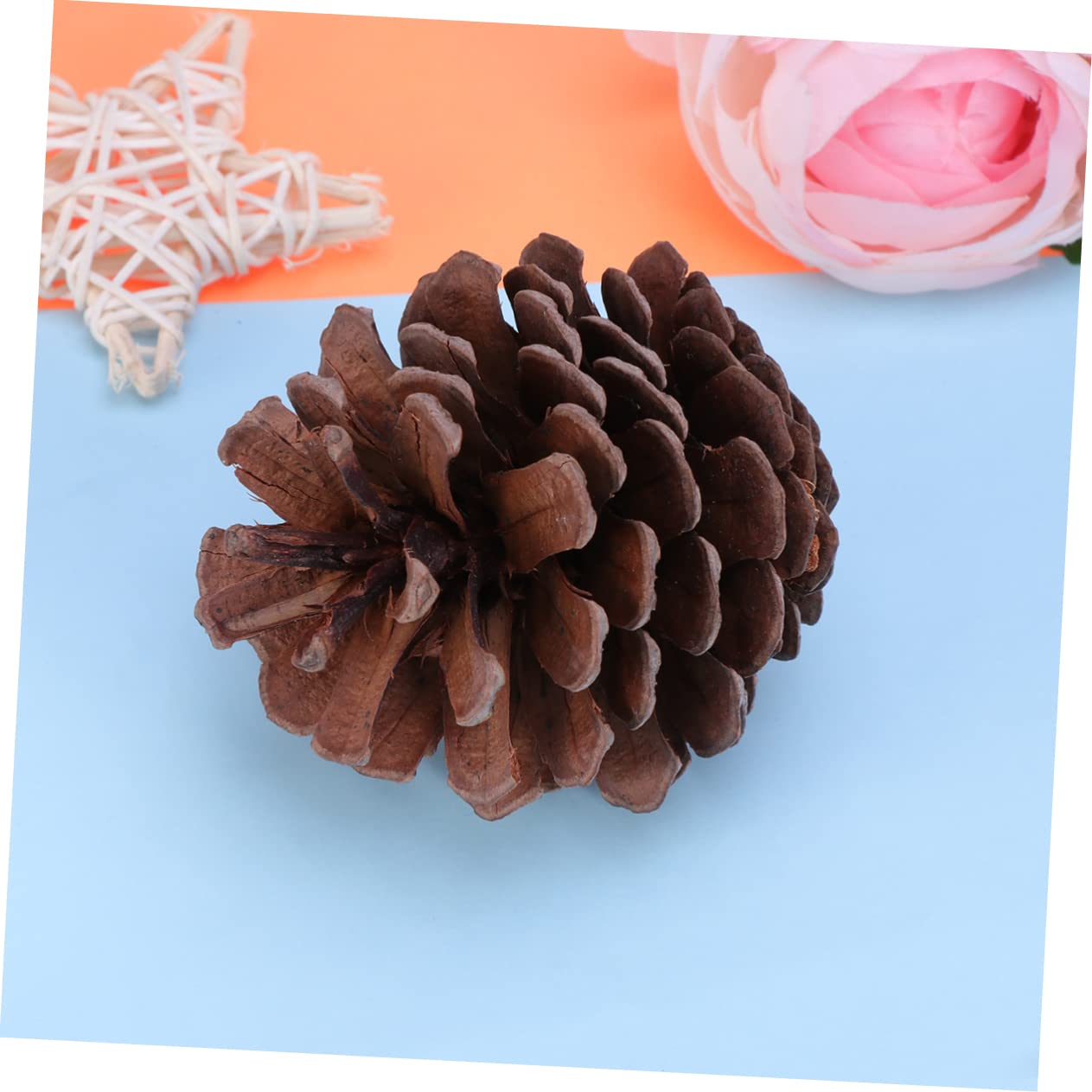 PartyKindom 50 Pezzi Confezione Da Pigne Naturali Per Decorazioni Natalizie Per Albero Di Natale Decorazioni Artigianali Casa Cucina Tavolo Vetrina Ornamenti