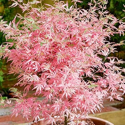 Acer palmatum Taylor - Japanese Maple Tree Plant Cover
