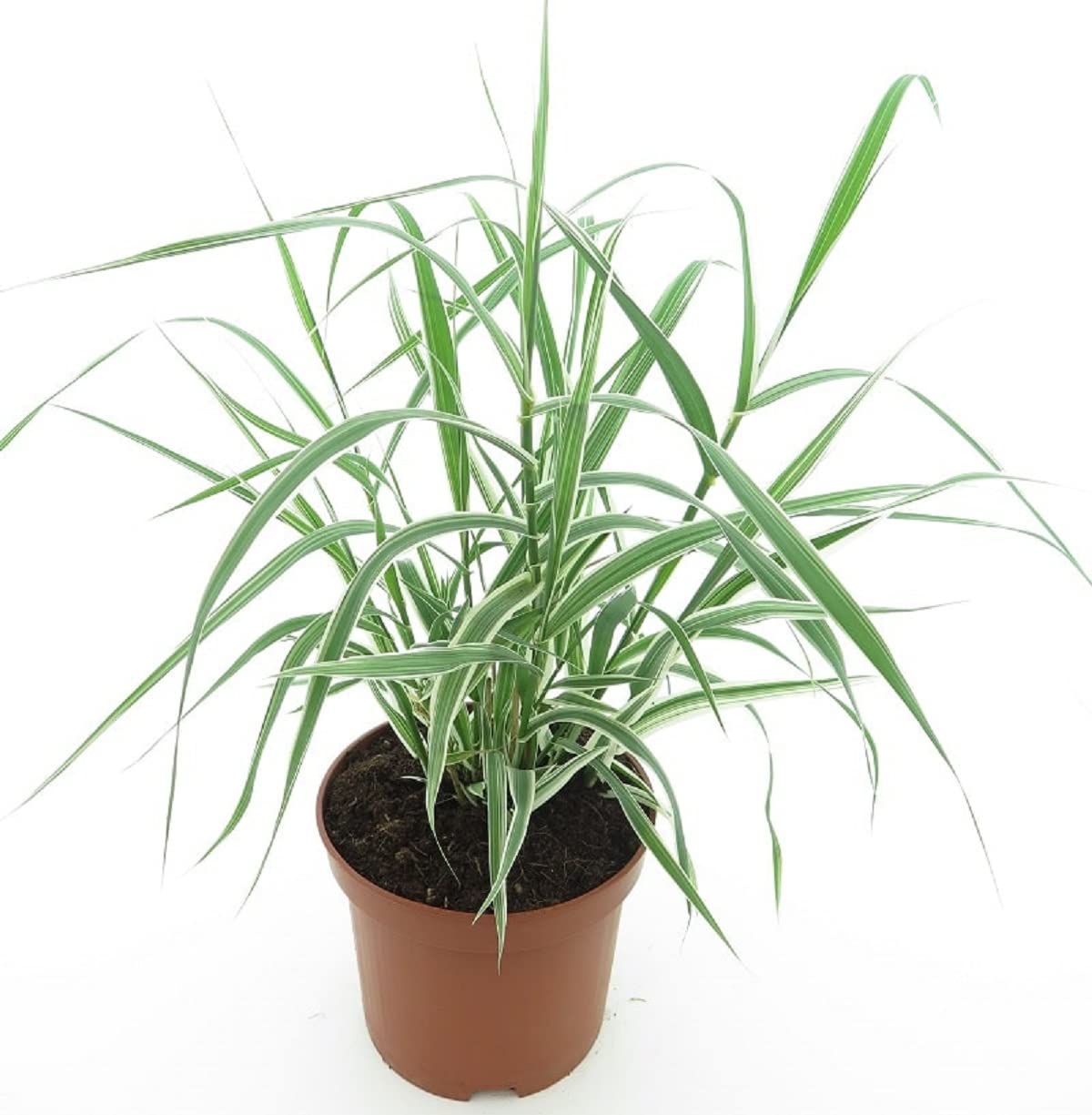Ziergras - Weibuntes Pfahlrohr - Arundo donax Variegata Compact Ely -  Gesamthhe 40+ cm - Topf  19 cm [8996] : Amazon.de: Garten