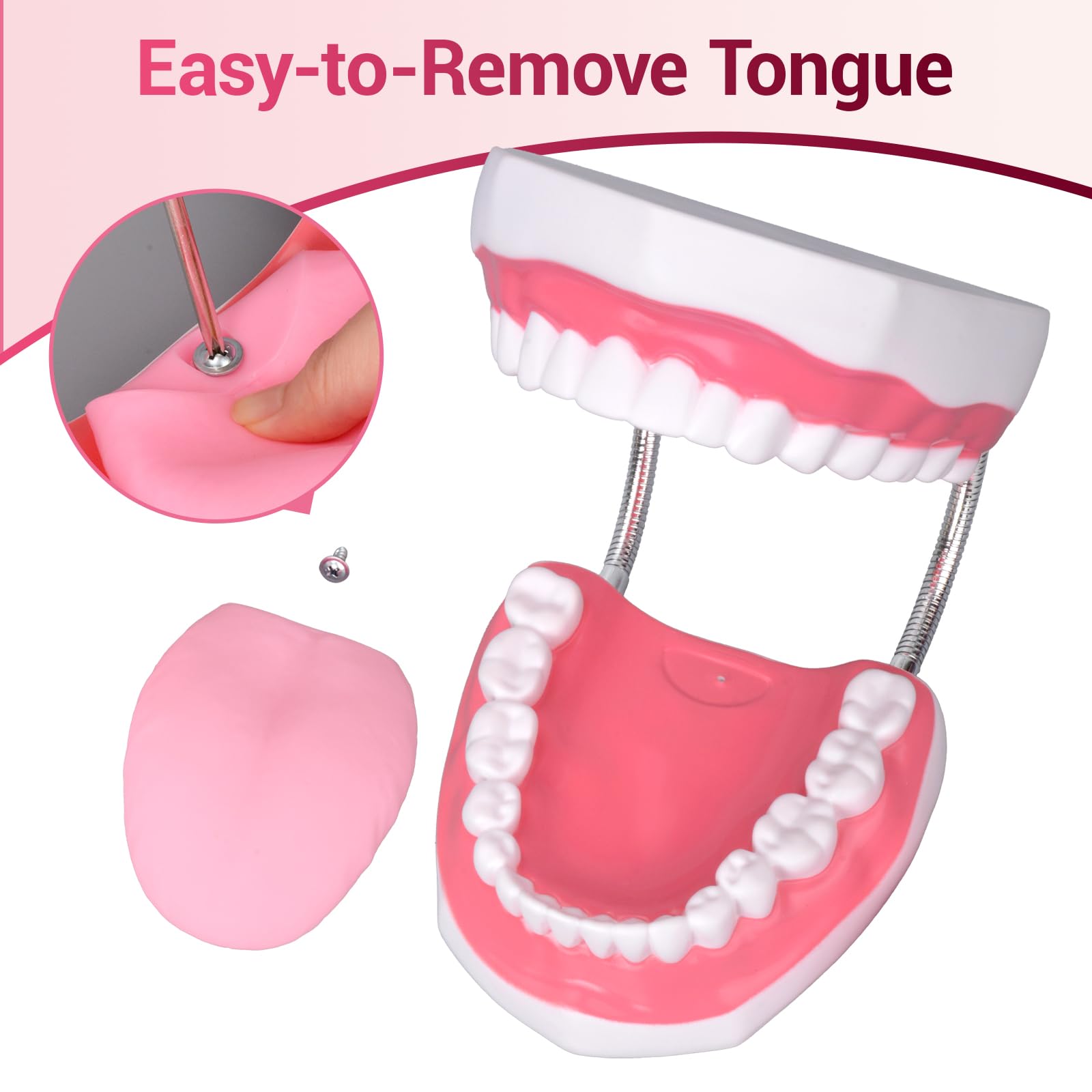 Ultrassist Magnum Dental Model, ingrandito 6 volte di dimensioni standard, per formazione dentale e linguistica; include spazzolino da denti e accessori per l'istruzione dentale abbinati