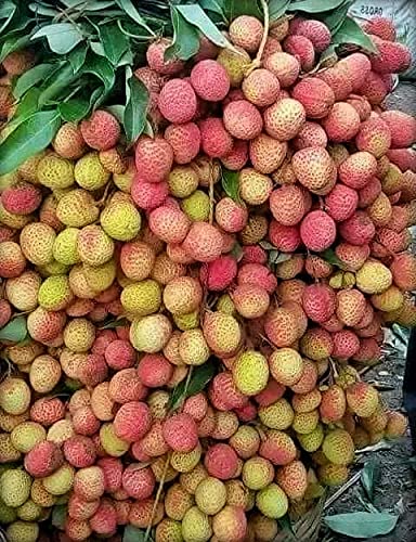 Litchi Plant hybrid Grafted (Height 1.5-2 ft.) From Corofitam Nursery (B09YD5WTXX) Amazon Price History, Amazon Price Tracker