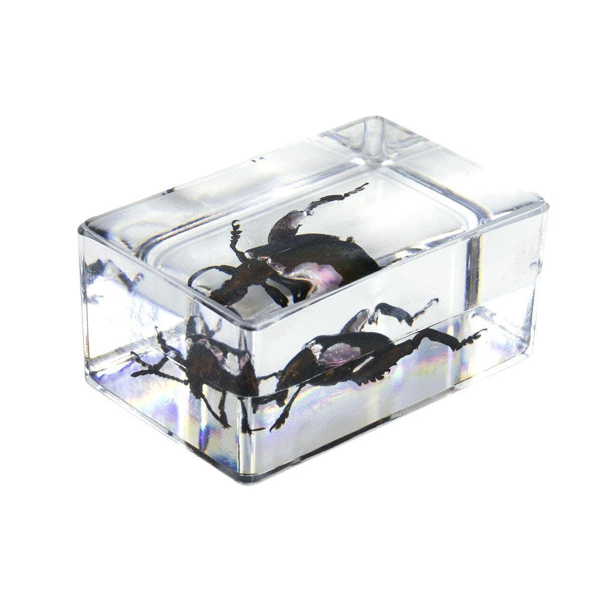 Celestron 44425 3D Bug Specimen Kit #5, Perfect for Entemology Enthusiasts, School Projects, Research or Gifts, Transparent Resin