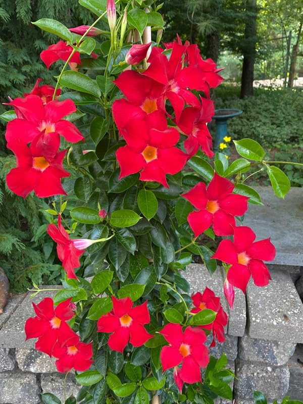 Mandevilla sanderi vine live flower plant For Decoration pack of 1 (B0CXQ5TKLN) Amazon Price History, Amazon Price Tracker