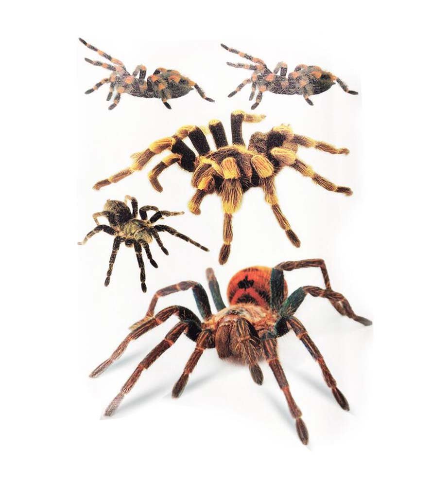 Alien Storehouse Funny 3D Sticker Decal for Car Vehicle Décor - Spider