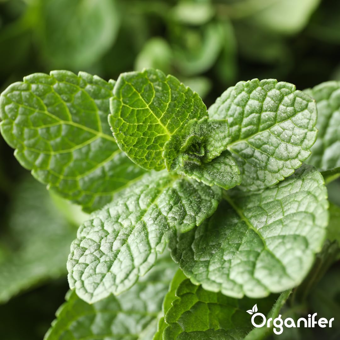 Engrais liquide organique 1L pour Menthe – croissance optimale et feuillage luxuriant – Organifer