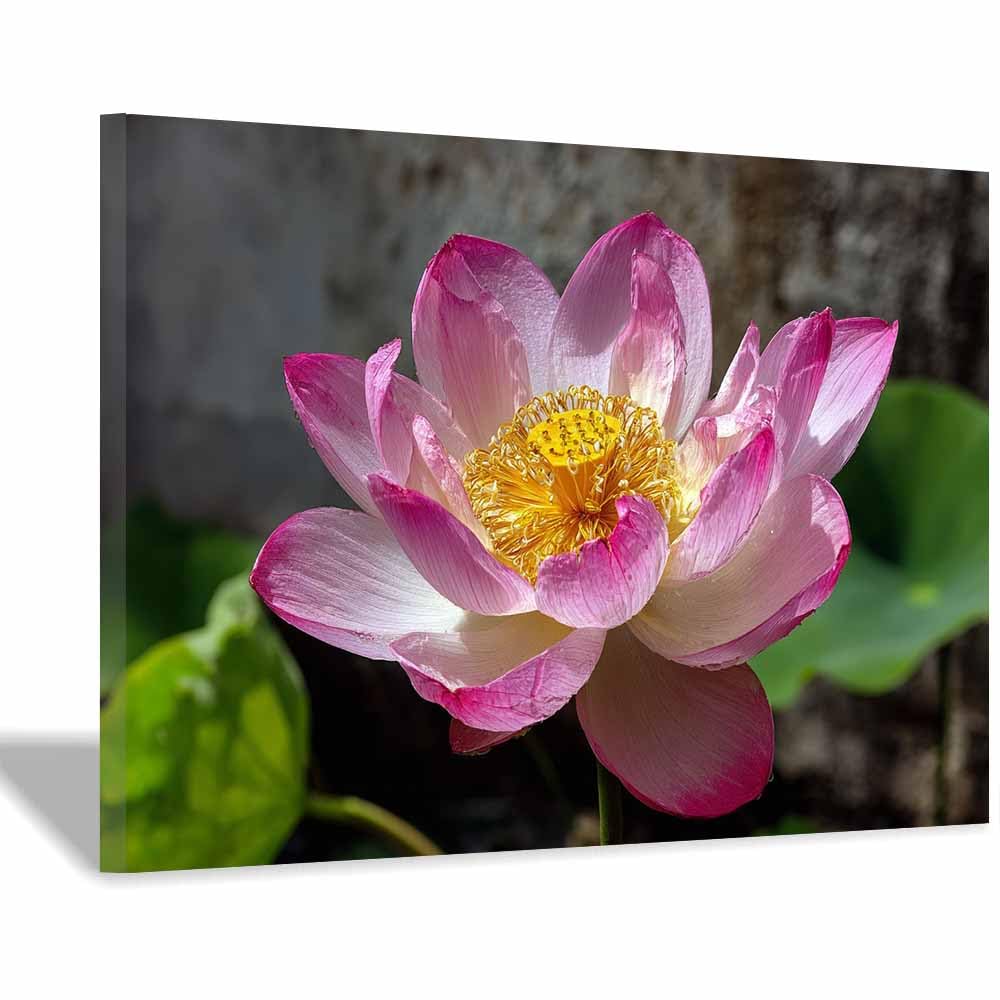ZAMAEIU Landscape Wall Art Lotuss in full blooms Artwork for Walls, Canvas Prints Paintings Room Decor, for Bedroom Kitchen Office Fireplace Wall Decor(pink)-20x30cm Framed