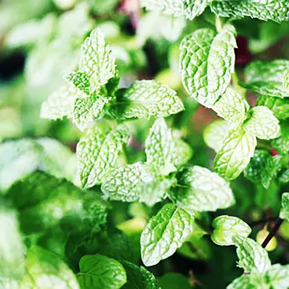 100pcs Mint Zaad Groene Pepermunt Kruid Het Hele jaar Door geplant met Kleine Witte bloemen Eenvoudige teelt Geschikt voor nieuwe tuinders