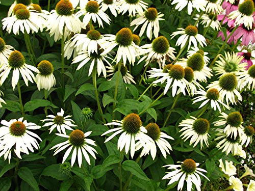 ECHINACEA 'White SWAN'- CONEFLOWER - Plant