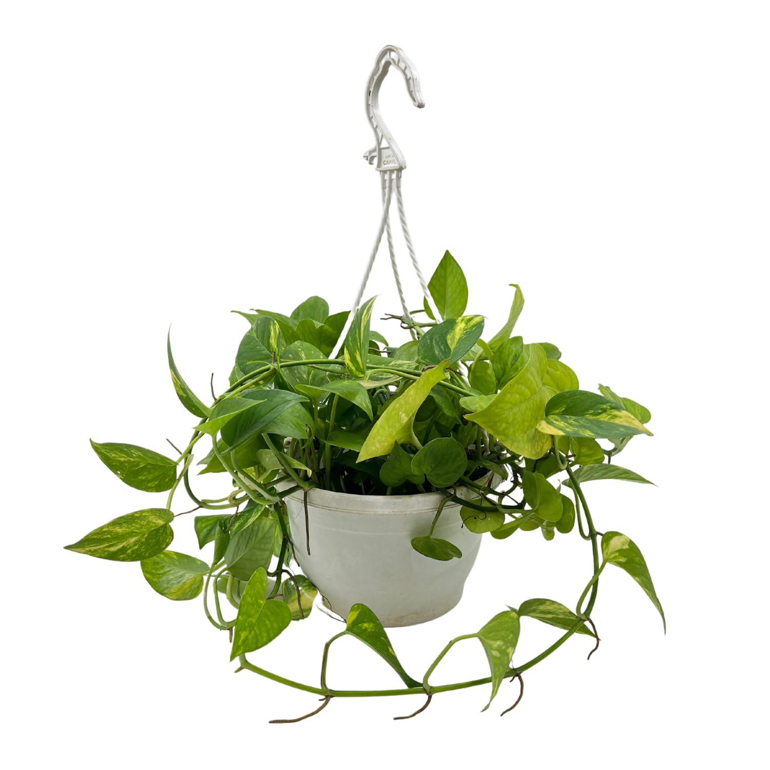 Hug A Plant | Green Money Plant Hanging With Pot (Home & Garden) (B0CB8WQJ8J) Amazon Price History, Amazon Price Tracker